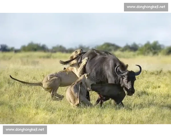 佩德里非洲 Safari 玩心跳:与狮共舞求生欲爆棚